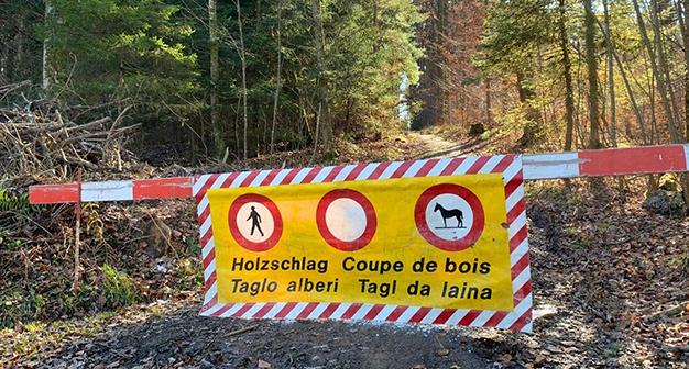 Holzschlag im Waldgebiet Bütschhalden - hinter dem Forsthof Fischingen